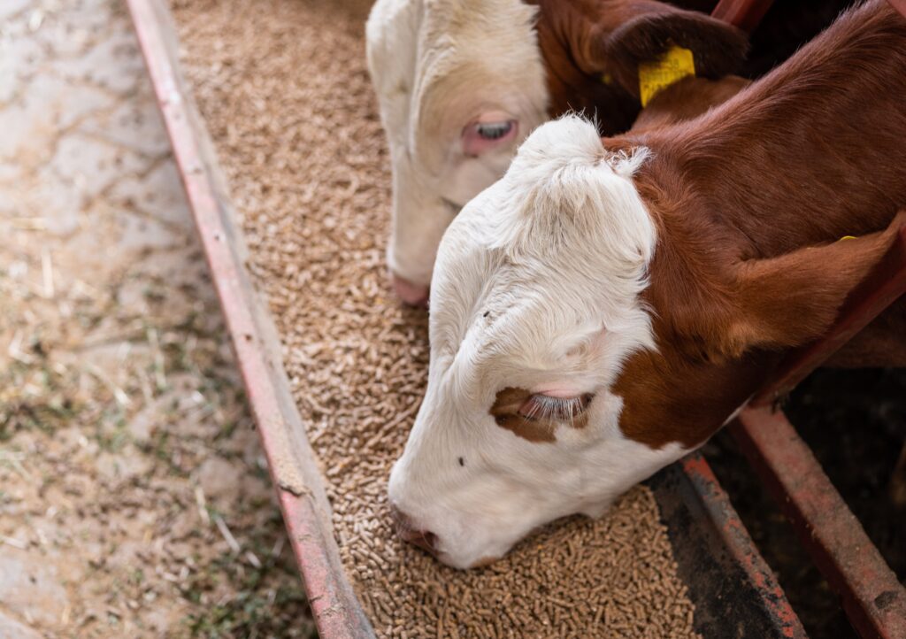 Mycotoxin ELISA Kits for Animal Feed